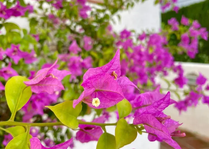 Apartment Sun Castle